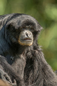 Close-up portrait of a monkey