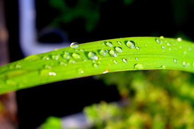 Close-up of water drops on plant