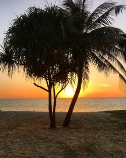 Silhouette palm tree by sea against sky during sunset