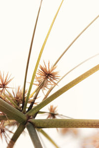 Close-up of flowering plant against sky