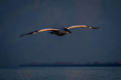 Close-up of bird flying over lake