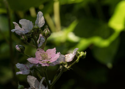 Close-up of honey bee on flower