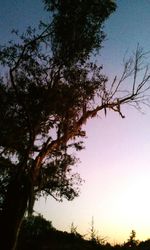 Low angle view of bare trees against sky