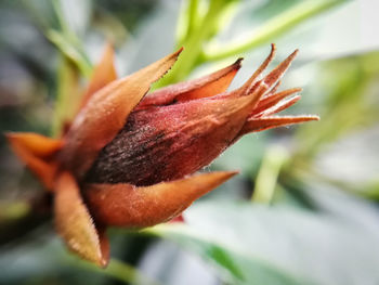 Close-up of red flower on leaves