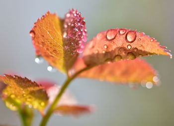 Close-up of water drops on pink leaves