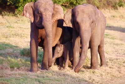 Elephant in a farm