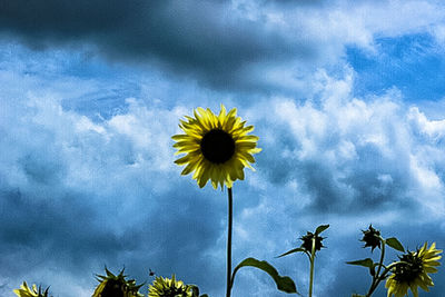 Low angle view of sunflower against clear sky