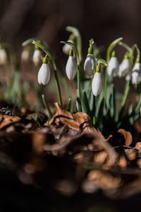 Close-up of white flowering plants