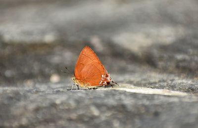 Close-up of butterfly