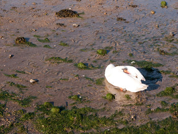 High angle view of white duck in lake