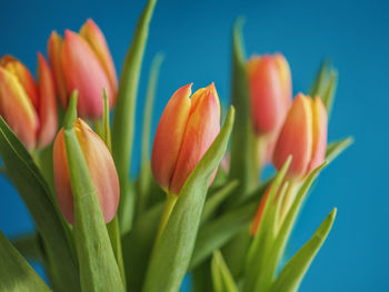 Close-up of orange tulips against blue sky