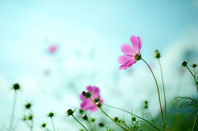 Close-up of pink flowers blooming in field