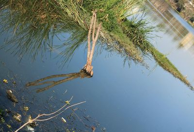 Close-up of tree against clear sky