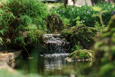 Scenic view of waterfall in forest