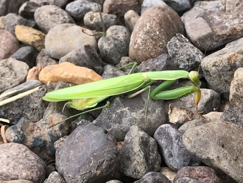 Close-up of lizard on pebbles