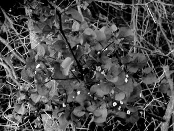 Close-up of plants during autumn