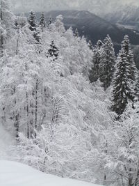 Snow covered trees in forest