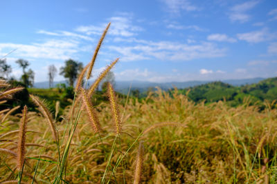 Close-up of plants on field against sky