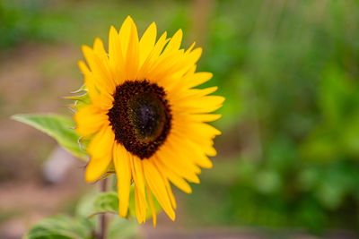 Close-up of sunflower