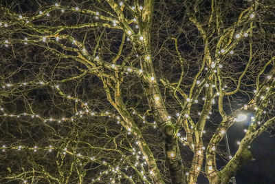 Full frame shot of illuminated trees at night