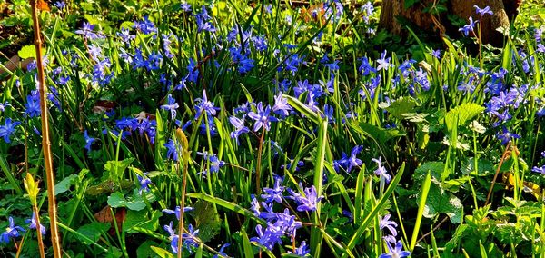 Close-up of purple flowering plants on field