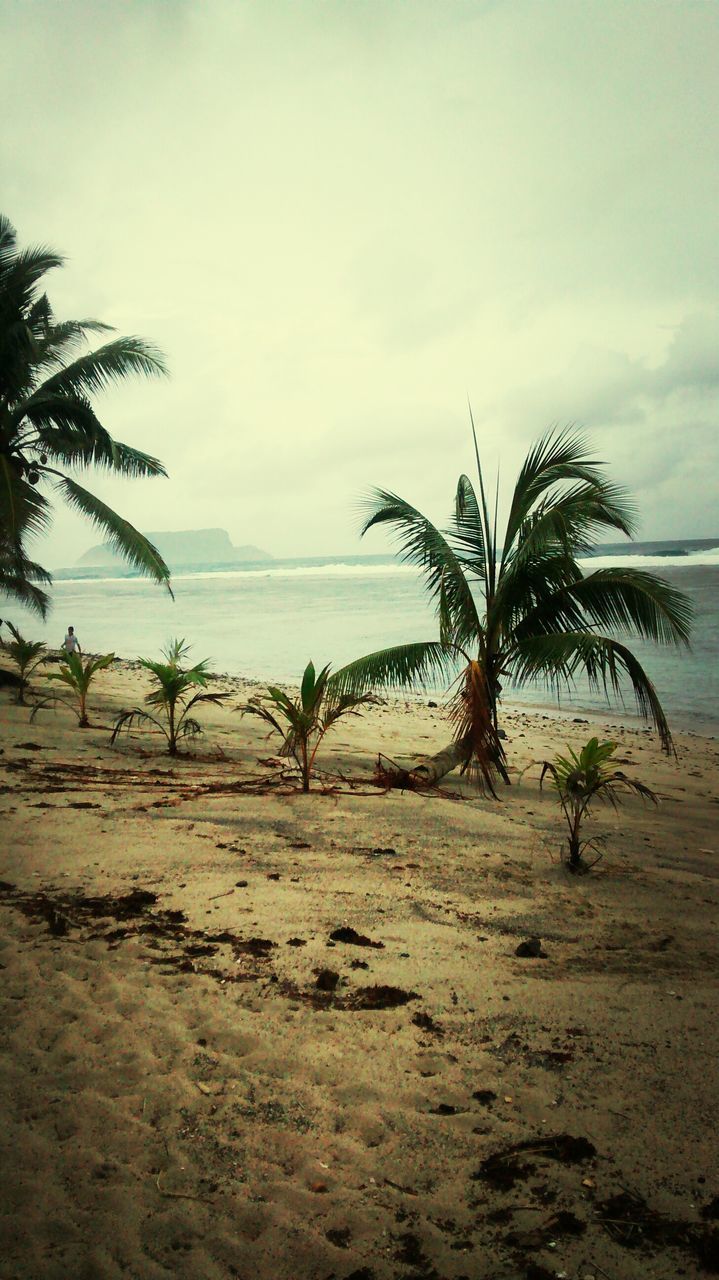 palm tree, sky, beach, tree, water, sea, tranquility, tranquil scene, shore, sand, scenics, cloud - sky, nature, beauty in nature, horizon over water, cloud, growth, cloudy, idyllic, coastline