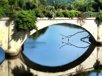 Reflection of trees in river