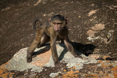 Monkey looking away on textured rock