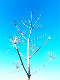 Low angle view of trees against clear blue sky