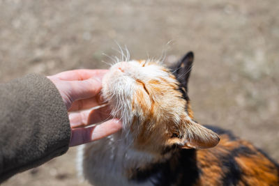 Close-up of hand holding finger