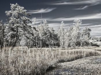 Trees growing in field against sky