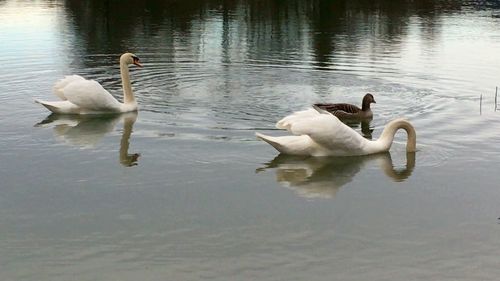 Birds in calm water