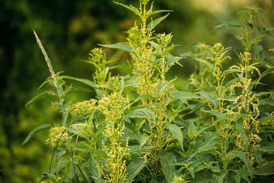 Close-up of fresh green plant in field