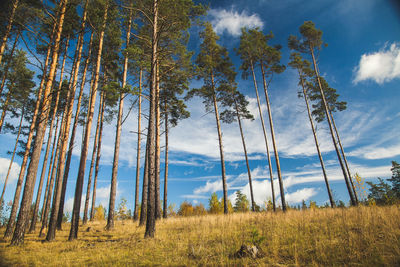 Low angle view of trees on field against sky