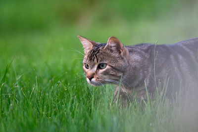 Close-up of cat on grass