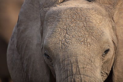 Close-up of elephant