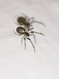 Close-up of spider