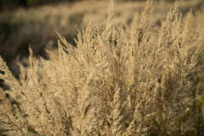 Close-up of wheat growing on field