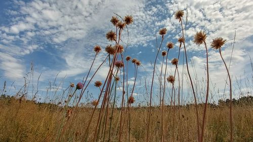 Low angle view of flowering plants on field against sky