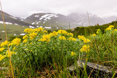 Yellow flowering plants on field against sky