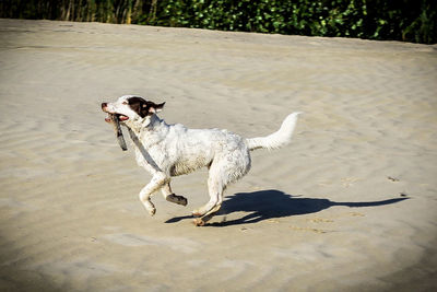 Dog playing with ball on floor