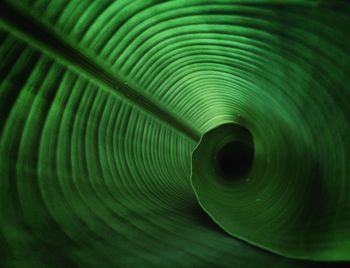 Close-up of coned banana leaf