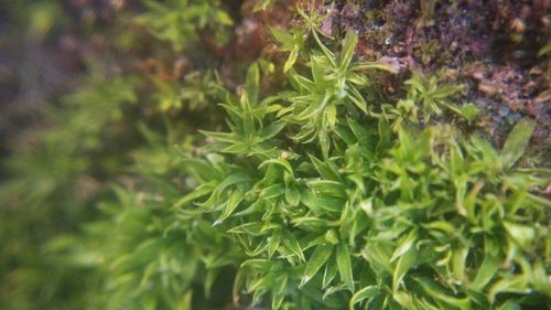 Close-up of plant growing outdoors