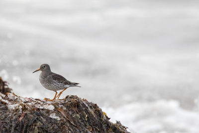 Side view of purple sandpiper perching on rock at shore