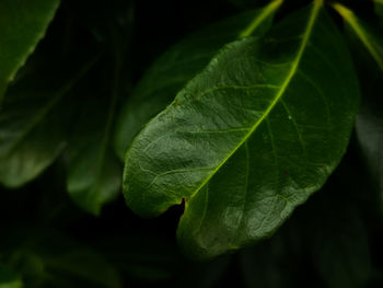 Close-up of green leaves