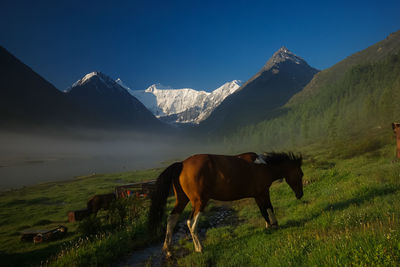 Horse standing on field against mountain range