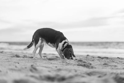 Dog on beach against sky