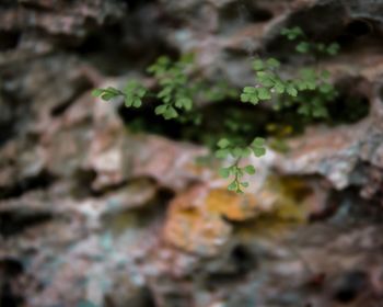 Close-up of lichen growing on tree