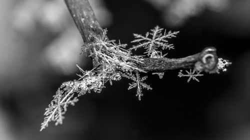 Close up of plant against blurred background