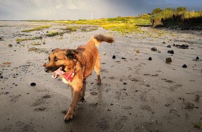 Dog on the beach